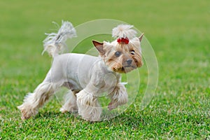 Yorkshire Terrier dog