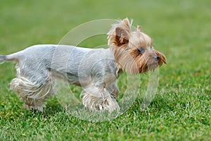 Yorkshire Terrier dog