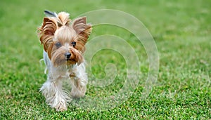 Yorkshire Terrier dog