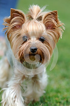 Yorkshire Terrier dog