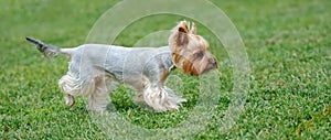 Yorkshire Terrier dog