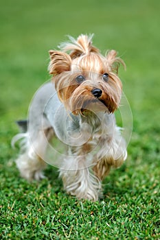 Yorkshire Terrier dog