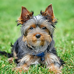 Yorkshire Terrier dog
