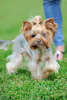 Yorkshire Terrier dog