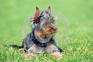 Yorkshire Terrier dog