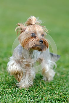 Yorkshire Terrier dog