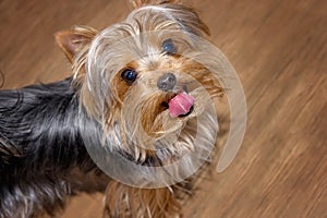 Yorkshire Terrier dog. Closeup. Home pet. Pedigree dog