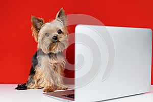 Yorkshire Terrier dog at the computer on a red background