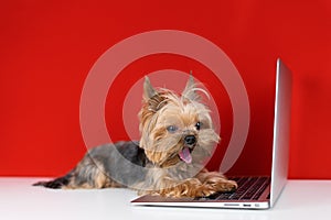 Yorkshire Terrier dog at the computer on a red background