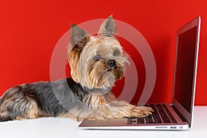 Yorkshire Terrier dog at the computer on a red background