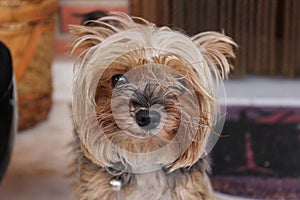 Yorkshire terrier dog photo
