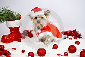 Yorkshire terrier dog dressed as Santa Claus sits on a soft rug, Christmas balls