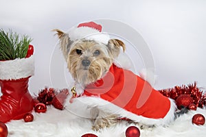 Yorkshire terrier dog dressed as Santa Claus sits on a soft rug, Christmas balls