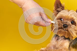 Yorkshire terrier dog eating a treat on a yellow background