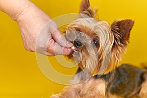 Yorkshire terrier dog eating a treat on a yellow background