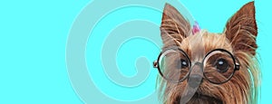 Yorkshire Terrier dog with face half hidden, wearing hairband photo