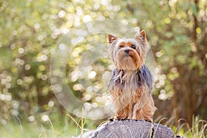 Yorkshire Terrier dog in a forest.