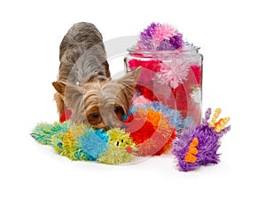 Yorkshire Terrier Dog with Fuzzy Toys