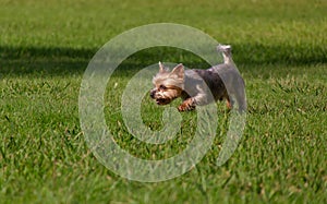 Yorkshire Terrier dog on grass, playing in the park.