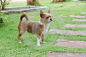 Yorkshire Terrier Dog on the green grass