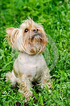 Yorkshire Terrier Dog on the green grass