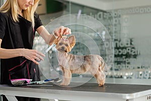 Yorkshire terrier at a dog grooming salon