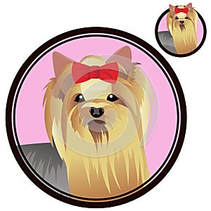 Yorkshire terrier dog head in circle