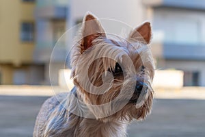Yorkshire Terrier dog. Head and face portrait, going for a walk in city street.