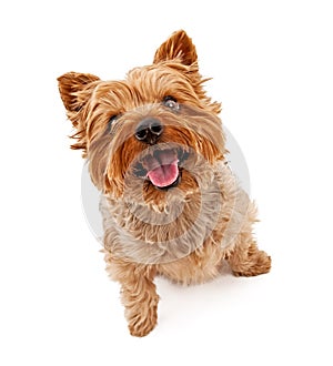 Yorkshire Terrier Dog Isolated on White