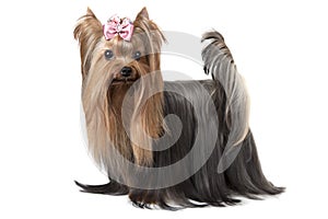 Yorkshire terrier dog isolated on white