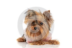 Yorkshire terrier dog laying down and posing with style