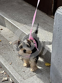 Yorkshire Terrier dog in a leash