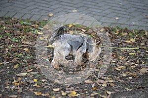 Yorkshire Terrier dog on a leash in the autumn park