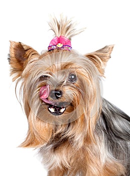 Yorkshire terrier dog licking its nose