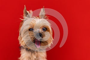 A Yorkshire Terrier dog licks its lips on a red background