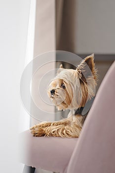 Yorkshire Terrier dog lies on a chair and looks out the window