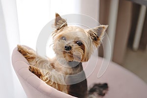 Yorkshire Terrier dog lies on a chair and looks out the window