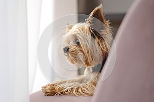 Yorkshire Terrier dog lies on a chair and looks out the window