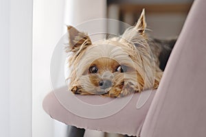 Yorkshire Terrier dog lies on a chair and looks out the window