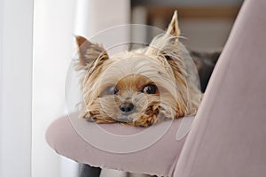 Yorkshire Terrier dog lies on a chair and looks out the window