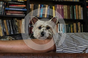 Yorkshire terrier dog lies on the legs of the mistress