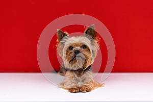 A Yorkshire Terrier dog lies  on a red background