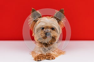 A Yorkshire Terrier dog lies on a red background