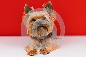 A Yorkshire Terrier dog lies on a red background