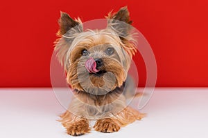 A Yorkshire Terrier dog lies on a red background