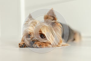 Yorkshire Terrier dog lies on the white floor