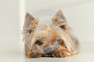 Yorkshire Terrier dog lies on the white floor