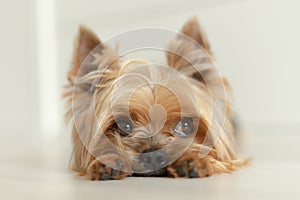 Yorkshire Terrier dog lies on the white floor