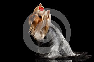 Yorkshire Terrier Dog with long groomed Hair Sits on black