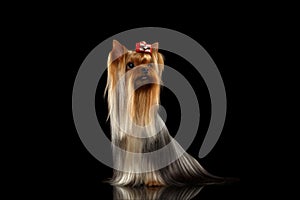 Yorkshire Terrier Dog with long groomed Hair Sits on black